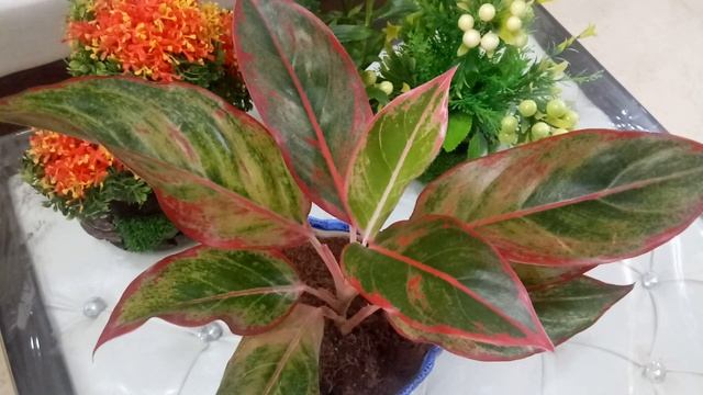 Aglaonema lipstick plant смотреть онлайн