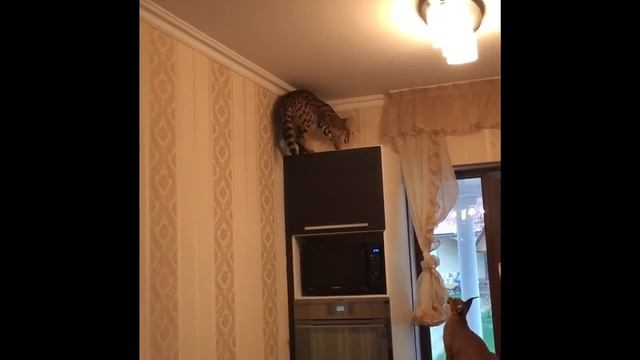 Сервал в прыжке. Домашний сервал. Serval