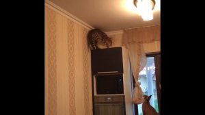 Сервал в прыжке. Домашний сервал. Serval