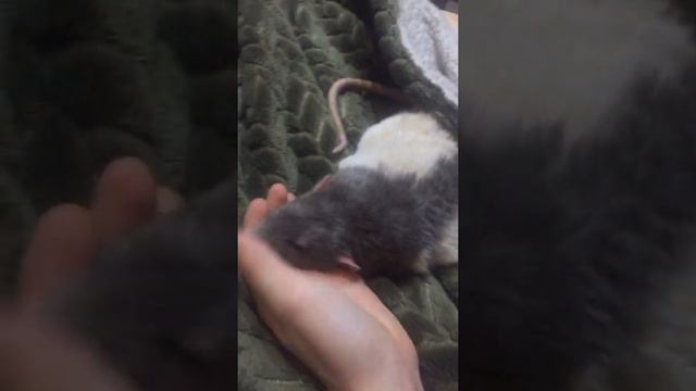 Гуча спит на моей руке