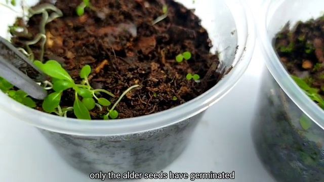 Online Succulent Seeds 1 month update || Legit or Scam? [Eng Sub] смотреть онлайн