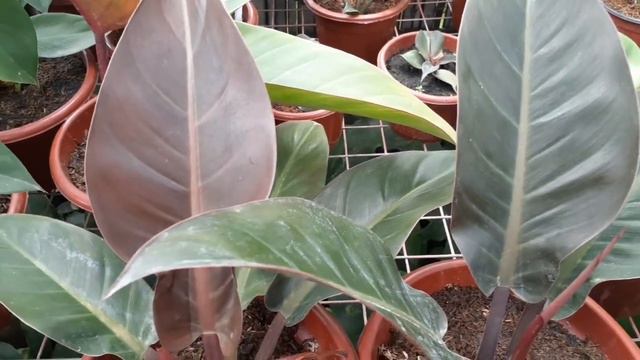 Philodendron Red Congo Vs Philodendron Choco Imperial