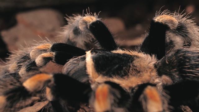 животные и насекомые в 4К смотреть онлайн