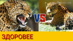 Ягуар против леопарда. Jaguar against Leopard. Животные. Батл животных.