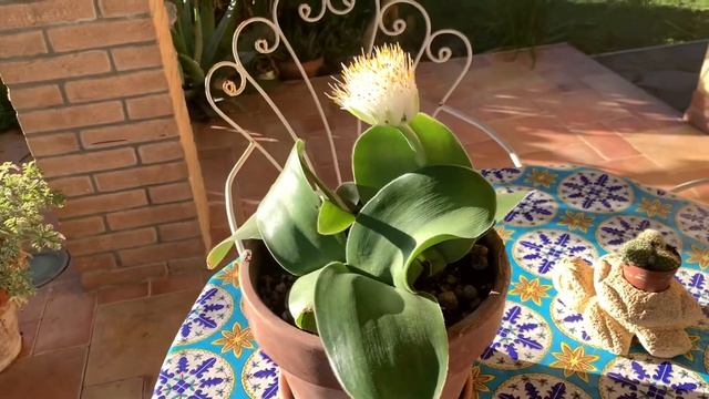 Haemanthus albiflos смотреть онлайн