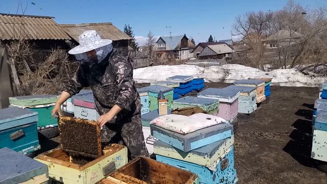 Для тех,кто любит смотреть, как работают другие. Пересадка пчел, если донья не съемные. Пчеловодств смотреть онлайн