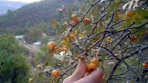 Кто помнит эту песню -- ДУЛАНА ДУЛАНА