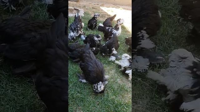 Карликовые султанки Узбекистана смотреть онлайн