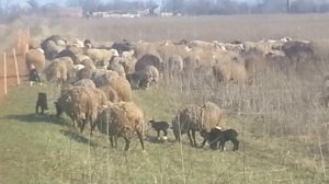 Электропастух Olli 250 для овец с сеткой