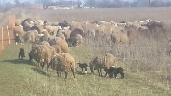 Электропастух Olli 250 для овец с сеткой