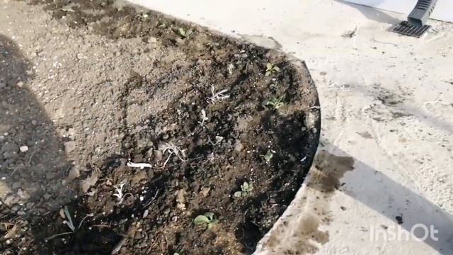 Появились первые потолки в доме и первая люстра. смотреть онлайн