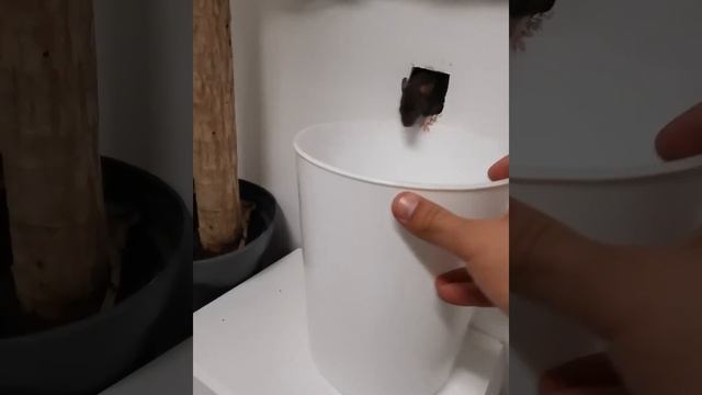 guy use snake to kill mice inside the wall смотреть онлайн