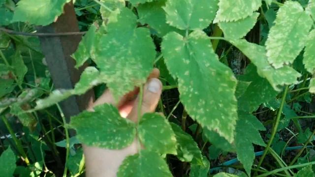 Сныть смотреть онлайн