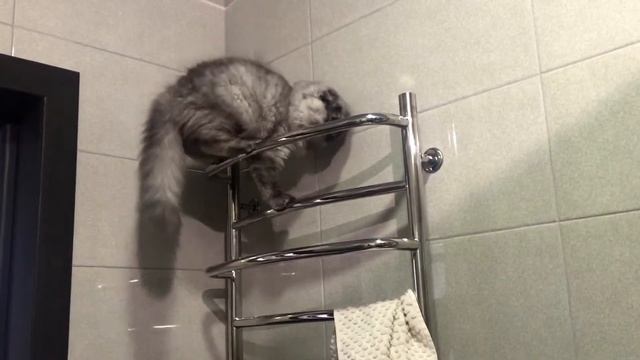 Cat in the bathroom - Кот в ванной смотреть онлайн