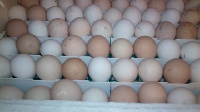 ИНКУБАТОРЫ// ЧТО В НИХ??? КОГДА ВЫВОД? УТЯТА МУСКУСНЫЕ!! смотреть онлайн