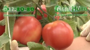 Томат Первоклашка