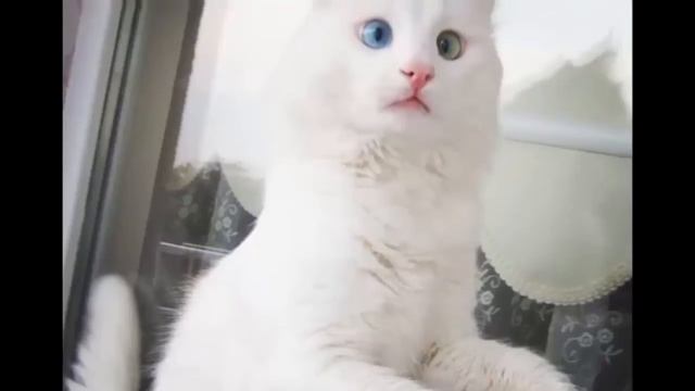 Кошка с разным цветом глаз смотреть онлайн