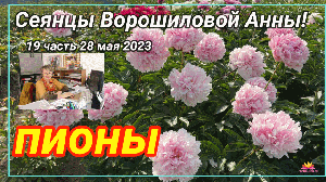 Сеянцы пионов Ворошиловой. Цветение 2023 года! Часть 19 / Сад Ворошиловой
