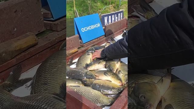 Столько рыбы не ловил. Каньон, рыбалка и отдых. Отзыв о рыбалке Каньон. #каньонотзыворыбалке смотреть онлайн