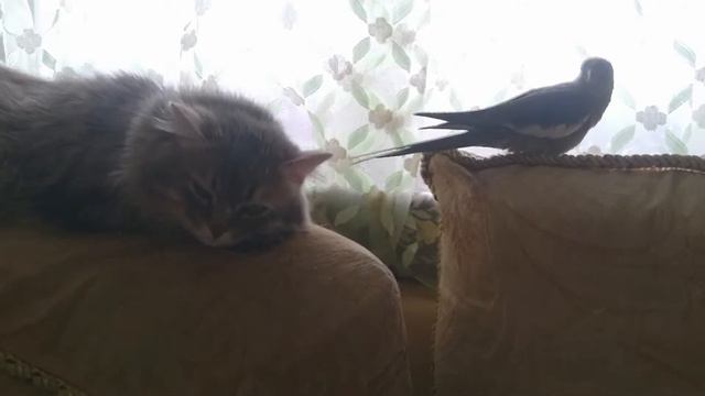 Корелла и кот смотреть онлайн