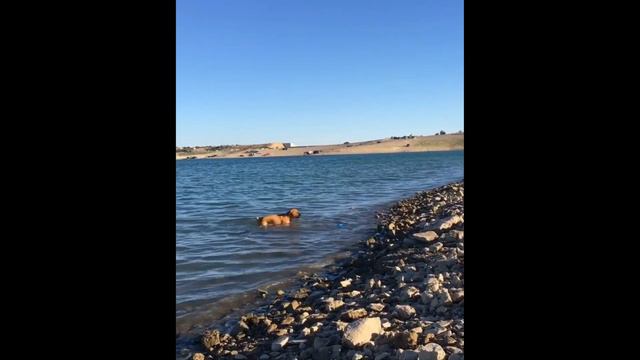 5+ Funny moments of an English bullmastiff puppy - Boxerduke_ смотреть онлайн