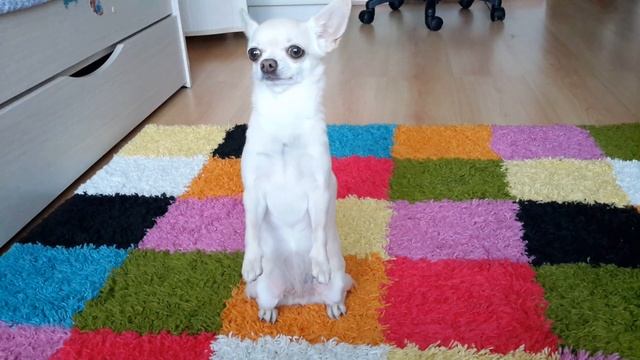 Как научить собаку команде: СУСЛИК))? смотреть онлайн