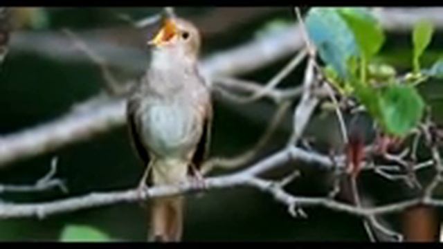 Южный, или западный соловей Luscinia megarhynchos (Brehm, CL, 1831) смотреть онлайн