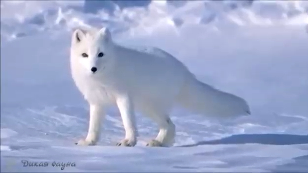 Полярный Красавец Песец. Полярный Лис. Песец в Природе смотреть онлайн