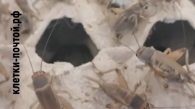 Банановый сверчок. Зоотовары-Клетки Почтой. смотреть онлайн