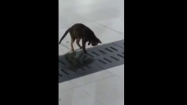 Кот охотник. Кот охотится на мышь смотреть онлайн