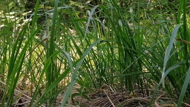 Пение птиц в лесу. Birdsong. Для сна. For Sleep