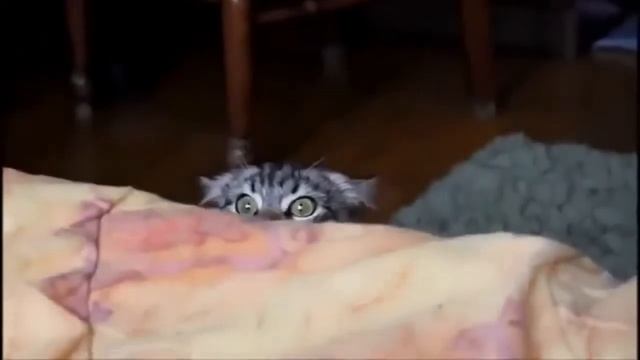 Смешные коты пугливые создания смотреть онлайн