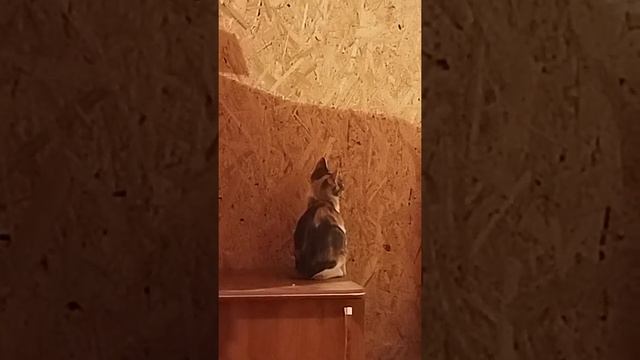 Люсьену тоже не нравится наш ремонт смотреть онлайн