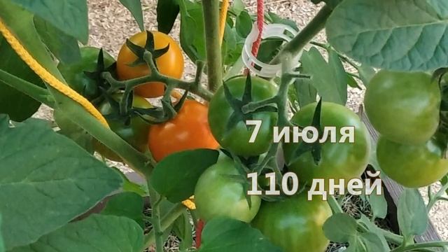 Томат Оранжевый земледелец. Солнышко на грядке! смотреть онлайн