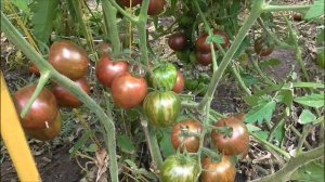 КАК КРАШЕНЫЕ  ЯЙЦА! СОРТ ТОМАТА  ПАСХАЛЬНОЕ ЯЙЦО!