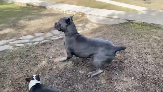 Маленькая минибулька играет с большим кане корсо! смотреть онлайн