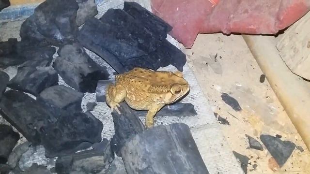 Неизведанный Таиланд | ТАЙСКАЯ ДЕРЕВНЯ | ИСАН смотреть онлайн