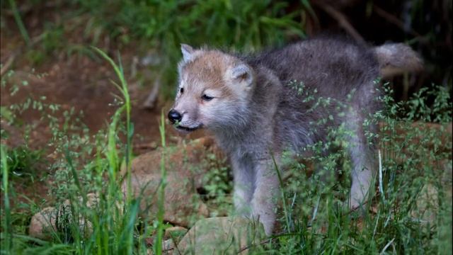 Сказка Светланы Кузнецовой Облачко и лесные жители смотреть онлайн