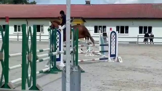 продажа лошадей ганноверская кобыла 5 лет конный рынок смотреть онлайн