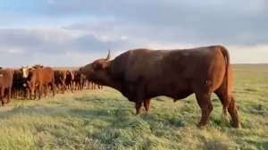 бык калмыцкой породы.                        #животноводство #скотоводство #крупныйрогатыйскот