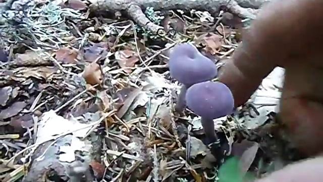 P1020783 IV° fungo essicato :LACCARIA AMETHYSTINA смотреть онлайн