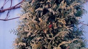 Туя западная "Смарагд", в чем уникальность этого растения? плюсы и минусы туи