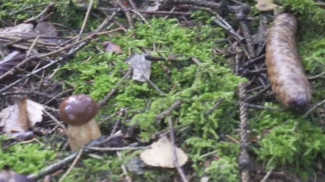 Лес .Осень. Грибы. 24,10,20 смотреть онлайн