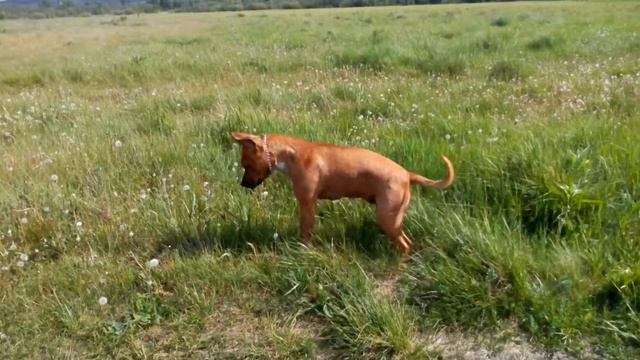 Лисичка:) смотреть онлайн