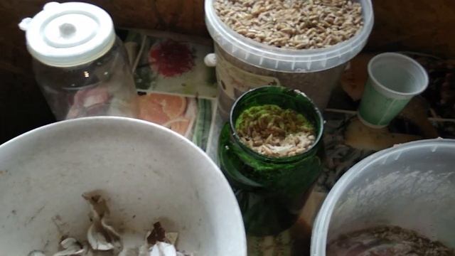 ДЕЛАЕМ МИЦЕЛИЙ ВЕШЕНКИ ДОМА! НЕ ПЕРЕПЛАЧИВАЙ! Как вырастить грибы у себя на участке смотреть онлайн