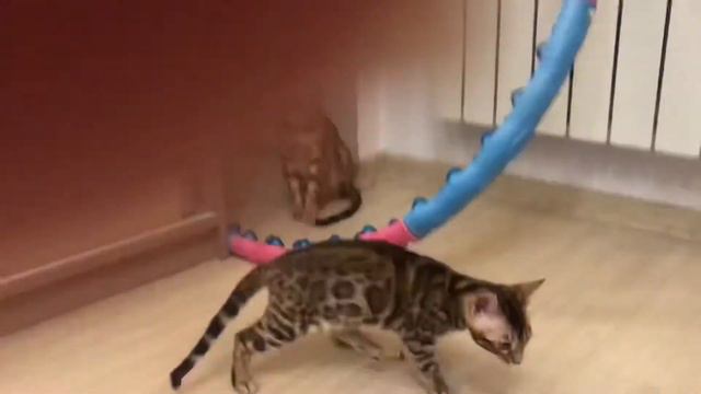 Бенгальская кошка с котёнком играют с мышкой из «Fix Price”