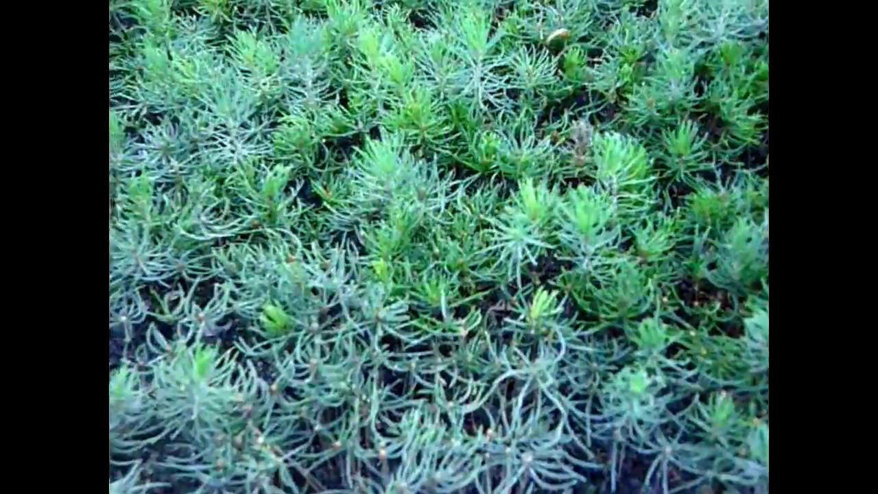 Ель голубая однолетка из семян. Когда сажать или сеять голубую ель? Выращивание хвойных растений смотреть онлайн
