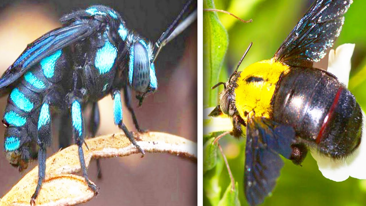 Какие бывают виды пчел? Про пчел смотреть онлайн