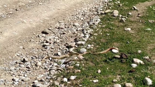 Драка двух змей - Кыргызстан смотреть онлайн