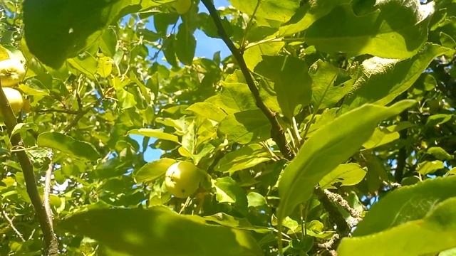 Яблоки белый налив на моём участке смотреть онлайн